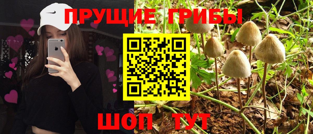 Галлюциногенные грибы MAGIC MUSHROOMS  Псилоцибиновые грибы Psilocybe  Вичуга  дарнет шоп  Вход с VPN 